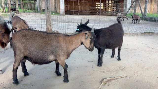 A lively scene in a sandy outdoor enclosure at a petting zoo where several goats have gathered.