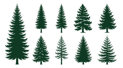 Obraz premium Evergreen pine and fir tree silhouettes in various species shapes