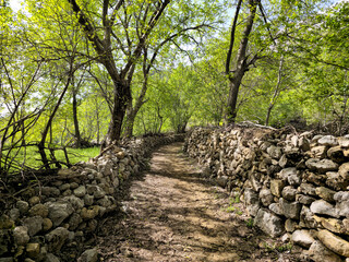 Fototapeta premium A narrow dirt trail flanked by tall dry stone walls, winding through lush spring trees with sunlight filtering through the canopy. 📍 Kamalla village, Hawraman Takht, Kurdistan 