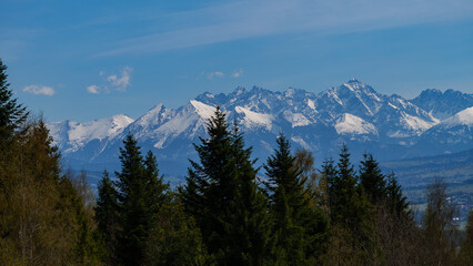 Fototapeta premium Majestic panoramic view of rocky mountain range covered with snow behind green pine forests and fields