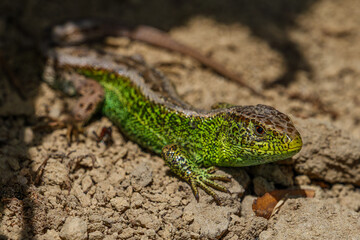 Fototapeta premium Close-up portrait of a green sand lizard basking on the ground. European Lacerta agilis reptile in natural habitat