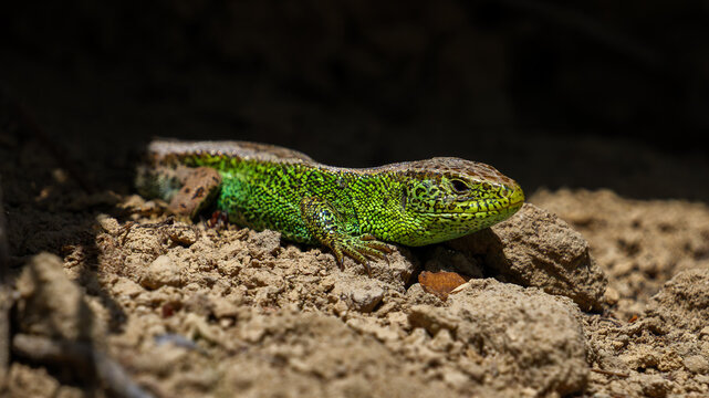 Close-up portrait of a green sand lizard basking on the ground. European Lacerta agilis reptile in natural habitat