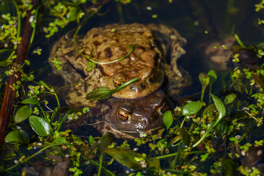 Common toads mating in a pond during spring breeding season. Pair of European toads in amplexus behavior