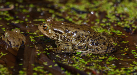 Obraz premium Common toad swimming in a freshwater pond with spread legs. Wild European amphibian close-up portrait