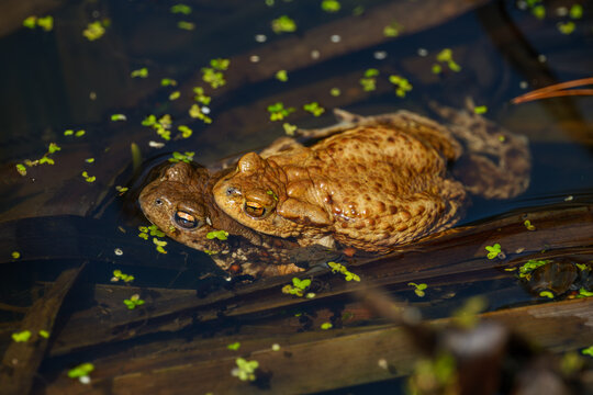 Common toads mating in a pond during spring breeding season. Pair of European toads in amplexus behavior