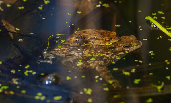 Common toads mating in a pond during spring breeding season. Pair of European toads in amplexus behavior