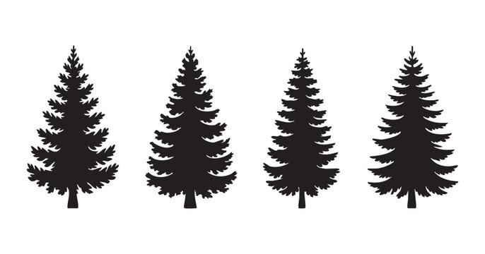Detailed spruce tree silhouettes representing wild boreal forest and majestic mountain landscapes.