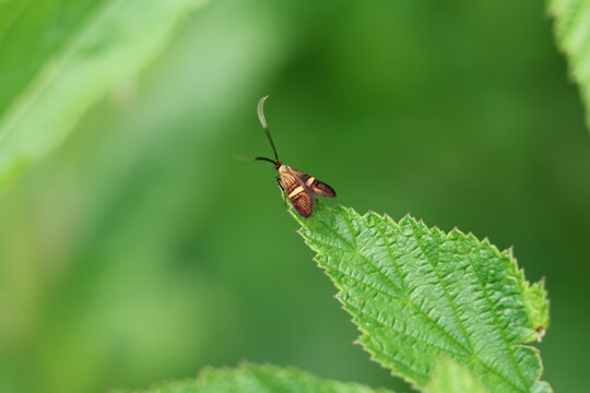the beautiful yellow barred longhorn moth (Nemophora degeerella)