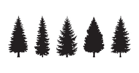Set of five detailed coniferous tree silhouettes isolated on a transparent background for design. © Maruf