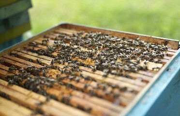 Fototapeta premium Open Beehive Box with Wooden Frames Covered in Swarming Honeybees at Outdoor Apiary in Summer