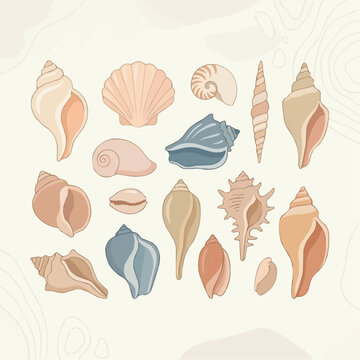 Collection of various seashells in pastel colors on a light background with abstract shapes
