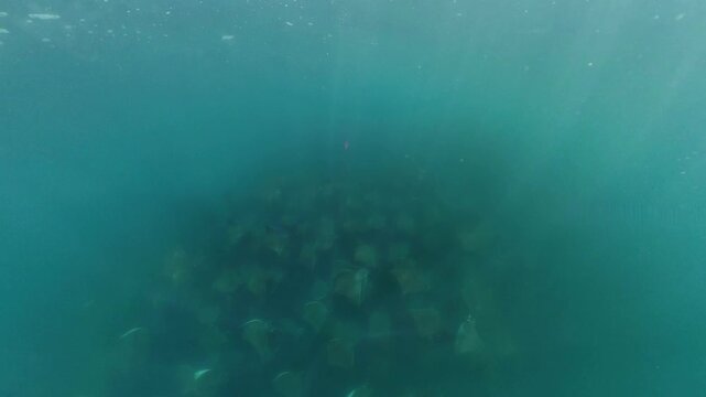 360 underwater footage of a massive school of mobula rays swimming gracefully in Baja California Sur, creating a mesmerizing spectacle in crystal-clear blue water.
