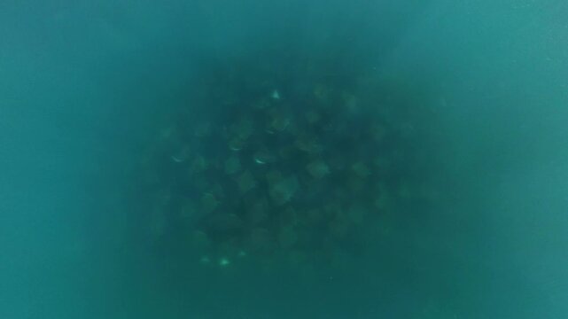 360 underwater footage of a massive school of mobula rays swimming gracefully in Baja California Sur, creating a mesmerizing spectacle in crystal-clear blue water.