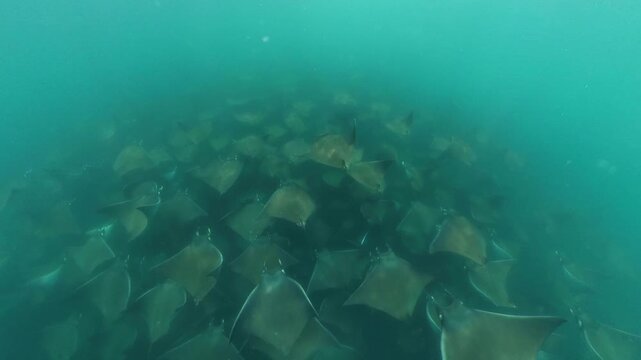360 underwater footage of a massive school of mobula rays swimming gracefully in Baja California Sur, creating a mesmerizing spectacle in crystal-clear blue water.