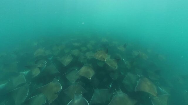 360 underwater footage of a massive school of mobula rays swimming gracefully in Baja California Sur, creating a mesmerizing spectacle in crystal-clear blue water.