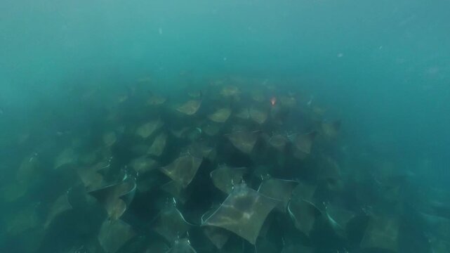 360 underwater footage of a massive school of mobula rays swimming gracefully in Baja California Sur, creating a mesmerizing spectacle in crystal-clear blue water.