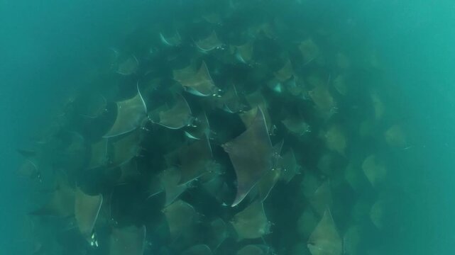 360 underwater footage of a massive school of mobula rays swimming gracefully in Baja California Sur, creating a mesmerizing spectacle in crystal-clear blue water.