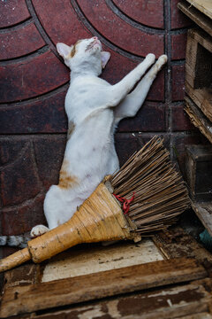 A domestic cat sleeps soundly on a broom in a back alley in Bangkok, Thailand. The cat appears to be enjoying a peaceful nap.