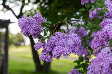 Obraz premium Close up of blooming purple lilac flowers on branch in public park. Blossoms in spring garden setting. Ornamental Gardens in Ottawa, Canada