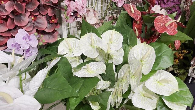 Vibrant Red and White Anthurium Flowers Bouquet Display