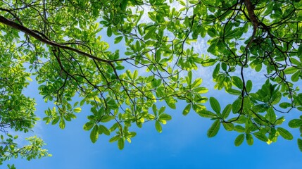 Fototapeta premium Looking up through lush green tree leaves towards a bright, clear blue sky on a sunny day