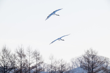 Obraz premium Two Red-crowned Cranes Flying over Winter Landscape in Tsurui, Hokkaido / 北海道鶴居村の冬空を飛ぶ2羽のタンチョウ