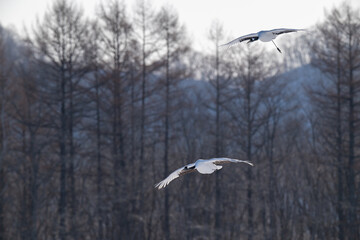 Obraz premium Red-crowned Crane Flying Low over Snowy Field in Tsurui, Hokkaido / 北海道鶴居村の雪原を低空飛行するタンチョウ