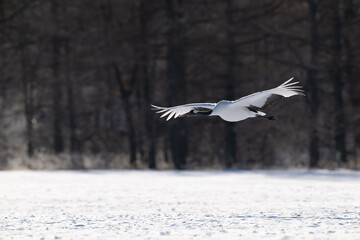 Obraz premium Red-crowned Crane Flying Low over Snowy Field in Tsurui, Hokkaido / 北海道鶴居村の雪原を低空飛行するタンチョウ
