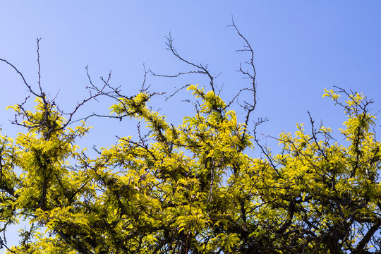 Top of a honey locust tree reaching for blue sky