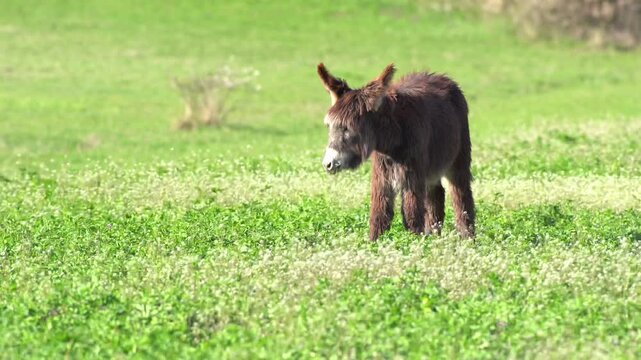 donkey grazing on a meadow