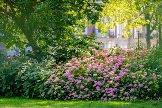 Summer landscape, Shrub of pink ornamental flowers and warm sunlight, Hydrangea and bushes trees in the park, Hortensia flowers are produced from early spring to late autumn, Natural floral background