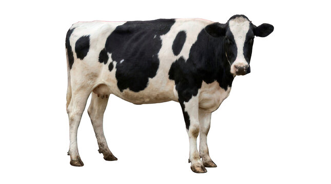 Holstein cow standing isolated on transparent background