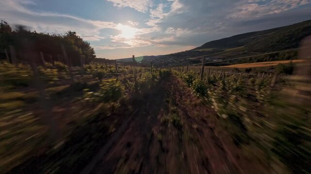 The FPV drone flies over the vineyard between the beds of vines against the background of the sun shining through a cloud over a slope of green hills. High quality 4k footage