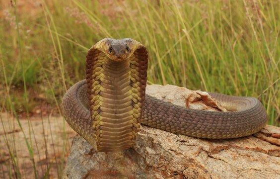 A regal-looking snouted cobra (Naja annulifera), North West province, South Africa 