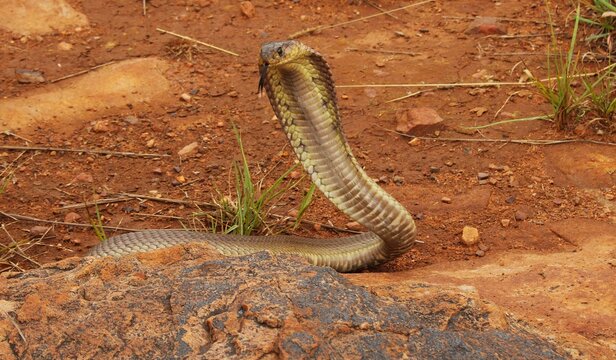 A regal-looking snouted cobra (Naja annulifera), North West province, South Africa 