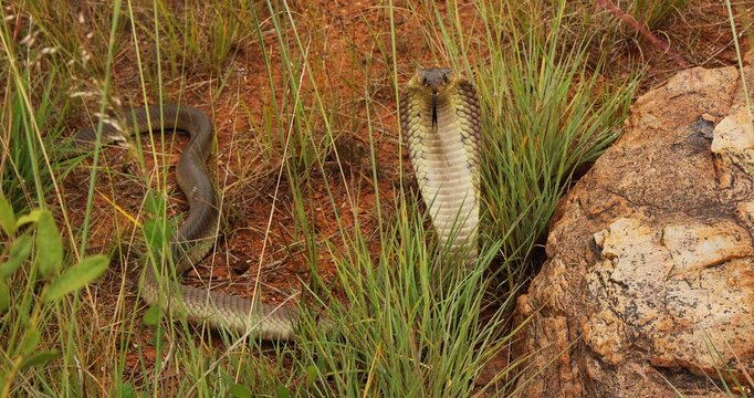 A regal-looking snouted cobra (Naja annulifera), North West province, South Africa 