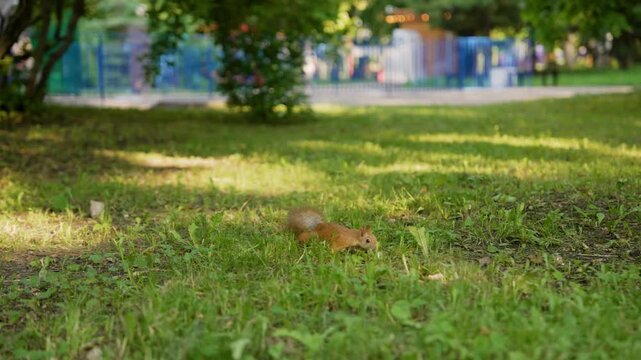Cute red squirrel eating nut on green lawn in sunny park. Wildlife rodent foraging in nature. Natural outdoor scene with soft lighting. Animal feeding in meadow