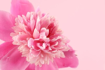Fototapeta premium Beautiful peony flower on pink background, closeup. Space for text