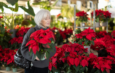 Fototapeta premium Mature woman in a knitted sweater chooses pots with a Poinsettia plant. Visitor to a garden store chooses plants for a cottage