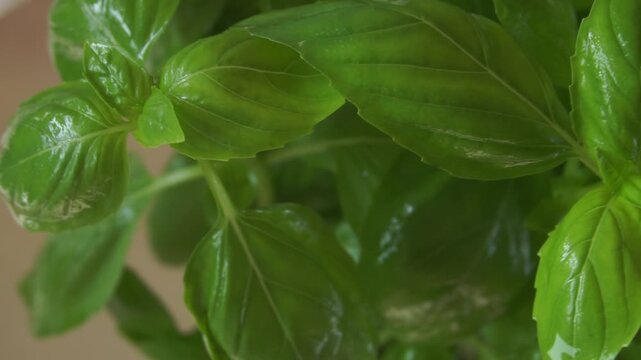 Organic green basil growing. Nature healthy food backdrop.Vegetarian concept. Italian herbs, aromatic Basils plant rotating, closeup, macro shot .