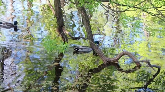 Mallard ducks swimming in calm pond surrounded by green trees. Reflections of foliage water surface. Wild birds glide smoothly in natural habitat. Serene nature atmosphere slow motion footage.