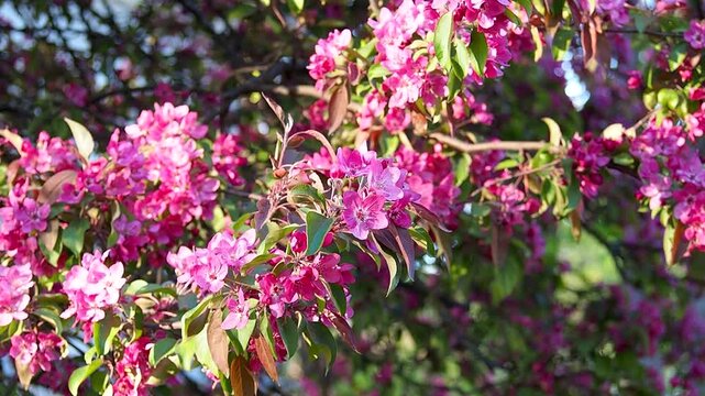 Pink flowers blooming on decorative apple tree branch in sunny garden. Beautiful vibrant blossoms grow in spring park. Nature slow motion footage.