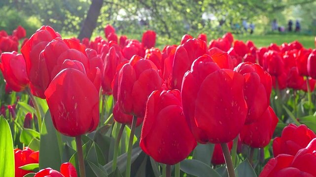 Beautiful red tulips swaying in bright sunlight. Close-up of blooming flowers in sunny park. Bright spring atmosphere slow motion footage.