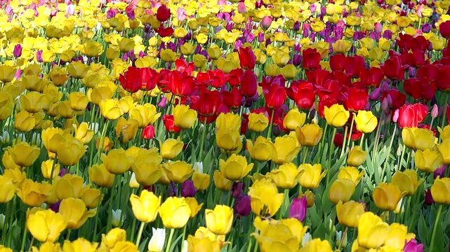 Tulip field in full bloom with various shades of yellow, red and purple flowers. Spring blooming slow motion footage for your projects.