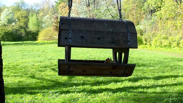 Wooden bird feeder hanging from tree branch in sunny park. Slow motion footage for your projects.