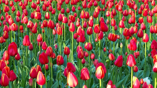 Vibrant red tulips blooming in spring garden. Closeup of blooming flowers swaying in breeze. Floral 4k footage for your projects.