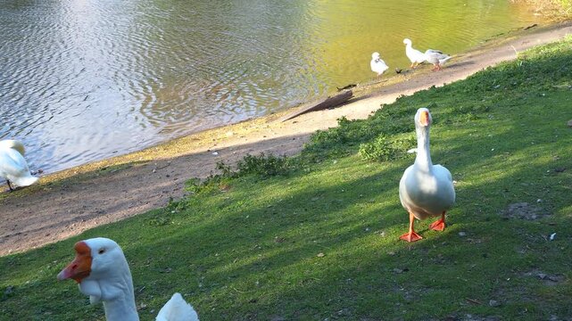 White geese walking on a green lawn near pond. Beautiful domestic birds in a sunny countryside park. Animal 4K footage.