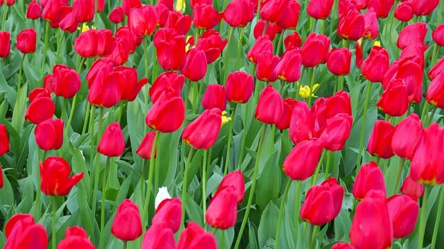Closeup of blooming red tulips swaying in breeze. Vibrant flowers in spring garden. Floral 4k footage for your projects.