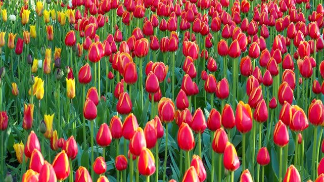 Vibrant red and yellow tulips blooming in sunny field. Close-up view of blooming flowers in spring garden. Dynamic floral motion 4k footage.