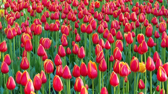 Vibrant red tulips blooming in sunny field. Closeup of blooming flowers in spring garden. Dynamic floral 4k footage for your projects.